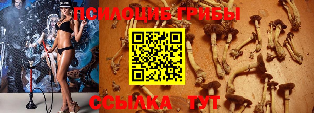 купить   Вход с VPN  Кисловодск  Псилоцибиновые грибы Magic Shrooms  Псилоцибиновые грибы ЛСД 
